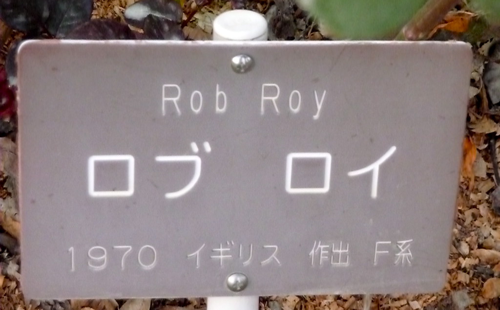 Rob Roy being translated in Katakana as robu roi in the large characters. Photo credit: grevillea.
